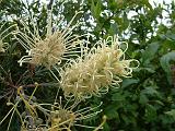 Grevillea Moonlight 